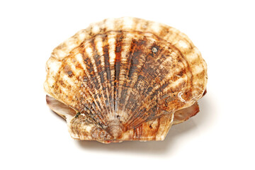 Seafood: live scallops (Pecten maximus). Isolated on white background.