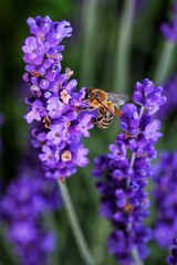 Biene am Lavendel