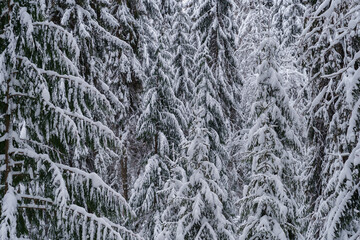 Winter background, Close up of snowy branches of coniferous trees drooping down under weight of fallen snow on cold frosty day. Scandinavian nature concept