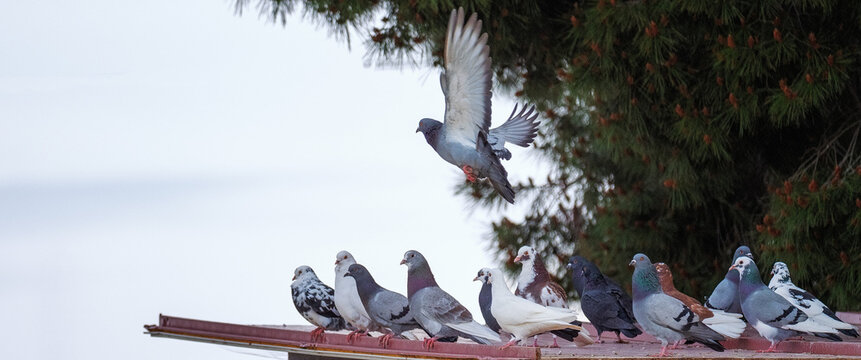Image with a group of pigeons resting on the roof