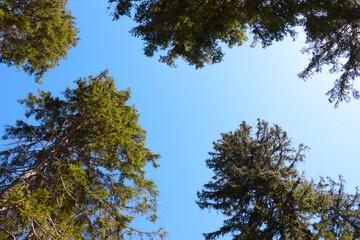 View from below on the green tops of trees against the blue sky. The background of nature.