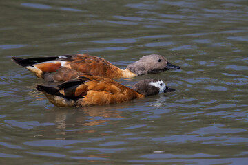 A pair of White faced duck swimming with reflections in the water - 484139103