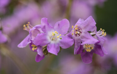 Purple flowers of Wigandia caracasana, or Caracus wigandia, natural macro floral background
