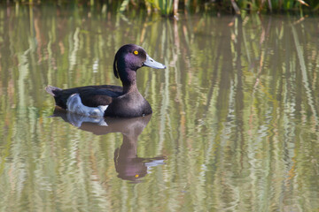 A Tufted duck swimming with reflections in the water - 484139352