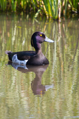 A Tufted duck swimming with reflections in the water - 484139366