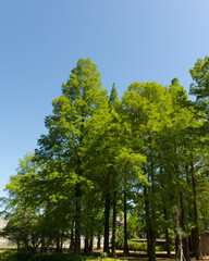 Fototapeta premium Tall lush green Pine trees