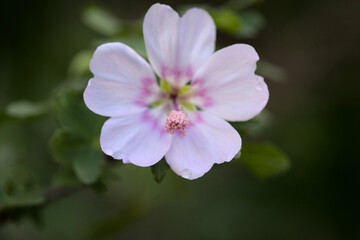 Flora of Gran Canaria - flowering Malva acerifolia tree endemic to Canary Islands natural macro floral background
