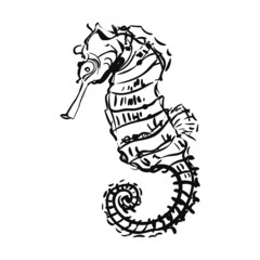 Vector graphic illustration of seahorse isolated on white background