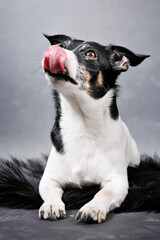 A black and white dog with brown eyes licks his tongue over the dog's snout.