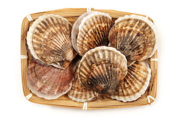 Scallop on the white background