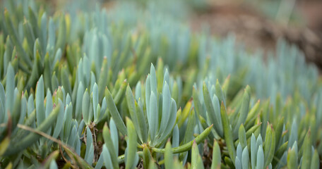 Obraz premium Curio repens aga blue finger plant attractive succulent leaves natural macro floral background 