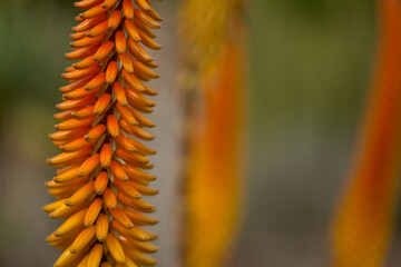 Aloe vaombe inflorescence with orange and yellow flowers, natural macro floral background
