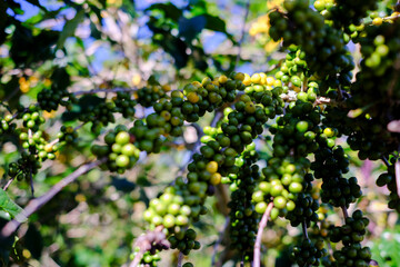 Brazil Yellow Bourbon, the world's best coffee strain in South America.