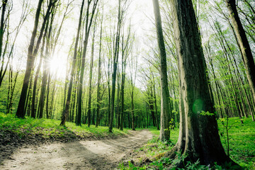 a spring forest trees. nature green wood sunlight backgrounds.