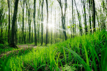 a spring forest trees. nature green wood sunlight backgrounds.