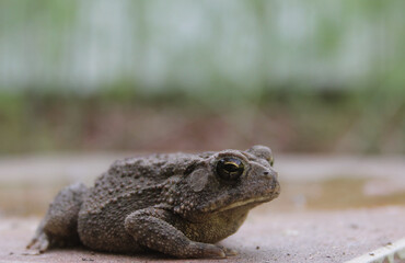 Texas Toad Anaxyrus speciosus in Organic Garden
