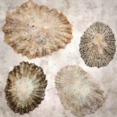 stylish textured old paper background with limpet shells
