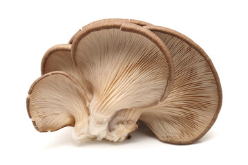 oyster mushroom on white background
