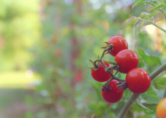 Red Ripe Cherry Tomato Growing in Garden