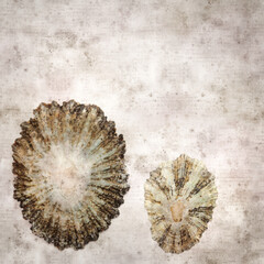 stylish textured old paper background with limpet shells
