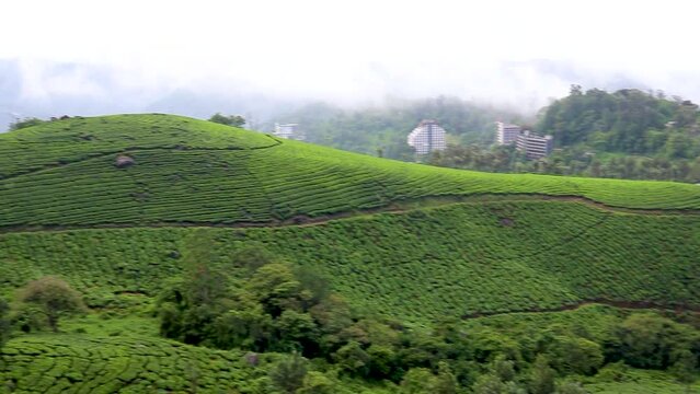 tea garden view on mountain top with cloudy sky at morning