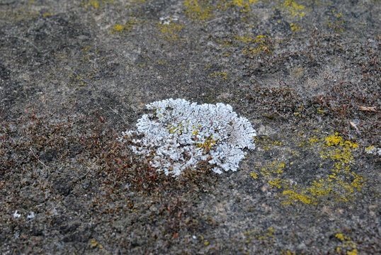 Close Up of Grey Lichen Growing on Old Stone Block 