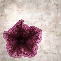 square stylish old textured paper background with mottled dark purple and cream petunia flower 
