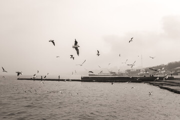 Many seagull birds flying on cloudy cold day outside on beach