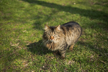 Naklejka na ściany i meble Portrait of happy fluffy brown cat standing outdoors on sunny green spring grass