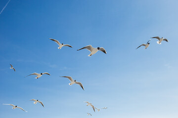 Flight of many seagulls. Birds isolated on sunny bright clear blue sky background