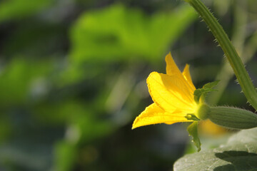 Korean Melon Bloom With Small Melon Forming on Vine