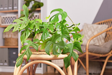 Tropical 'Rhaphidophora Tetrasperma' houseplant in flower pot on table in boho style living room © Firn
