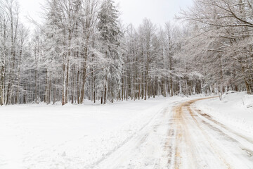 Obraz premium Frozen trees in a forest background