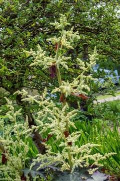 Rheum Palmatum var Tanguticum a late spring summer flowering plant with a dark pink summertime flower, stock photo image