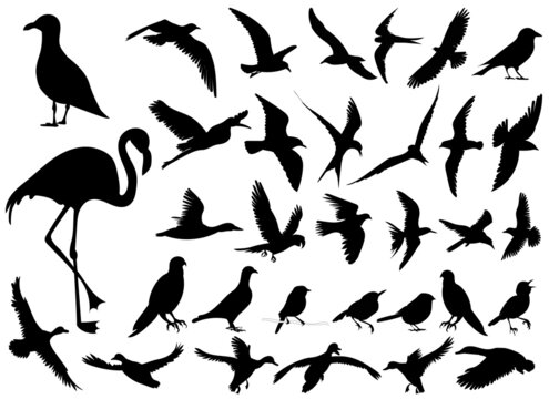 birds set silhouette ,on white background, vector