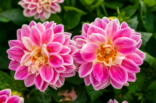 Dahlia 'Purple Picotee' a summer autumn flowering plant with a purple summertime flower,  stock photo image