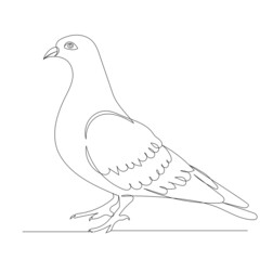 pigeon one line drawing ,vector, isolated