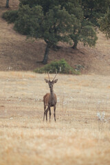 Large male cirrus strolling in the Mediterranean forest.