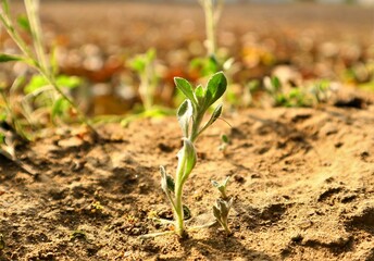 liitle sapling