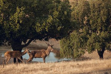 Naklejka na ściany i meble Herd of deer in a Mediterranean forest in Sierra de Andújar, Spain.