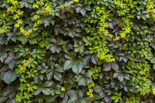 Beautiful green fresh leaves of ivy plants on wall of fence or building. Natural green color photo background