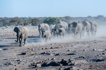 A large herd of African Elephants -Loxodonta Africana- walking decisively towards a waterhole. Etosha National Park, Namibia.