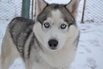 siberian husky dog
