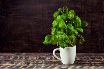 Basil on a black wooden table. Bunch of fresh basil close up on a dark background. Greens on an old shabby heart.