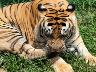 Picture of a tiger, panthera tigris