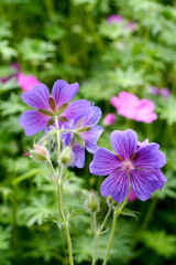 Fototapeta premium lilac, geranium, background, beautiful, beauty, bloom, blooming, blossom, botany, branch, bright, cape periwinkle, catharanthus, closeup, colorful, field, flora, floral, flower, focus, fresh, garden, 