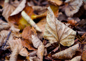 Dry leaves on the ground in a beautiful autumn forest. autumn background, fallen leaves in a forest or park. Grove. walk in the fresh air. selective soft focus. autumn colors, beautiful season