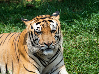 Picture of a tiger, panthera tigris