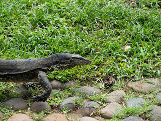 Pictures of a Monitor lizards