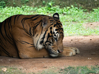Picture of a tiger, panthera tigris